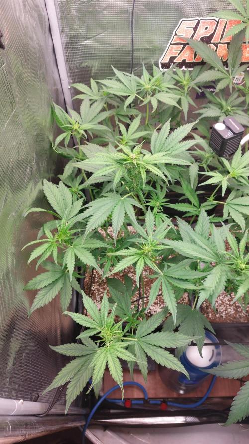 Purple Lemonade Auto RF3. Week 5