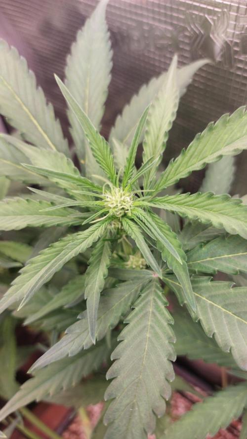 Purple Lemonade Auto RF3. Week 5