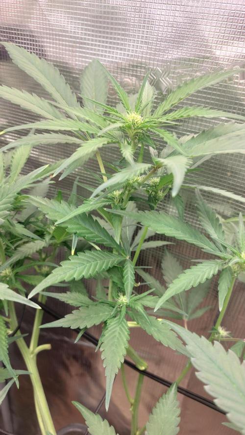 Purple Lemonade Auto RF3. Week 5