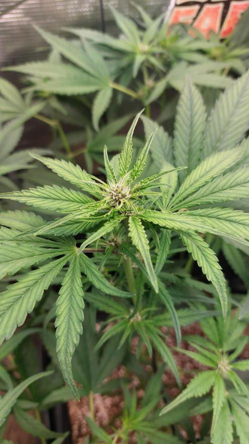 Purple Lemonade Auto RF3. Week 5