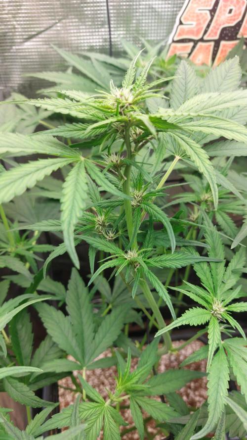 Purple Lemonade Auto RF3. Week 5