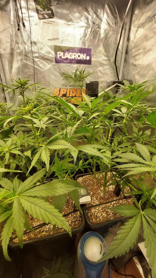 Purple Lemonade Auto RF3. Week 5