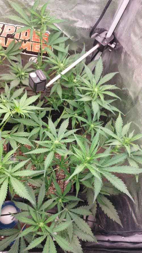 Purple Lemonade Auto RF3. Week 5