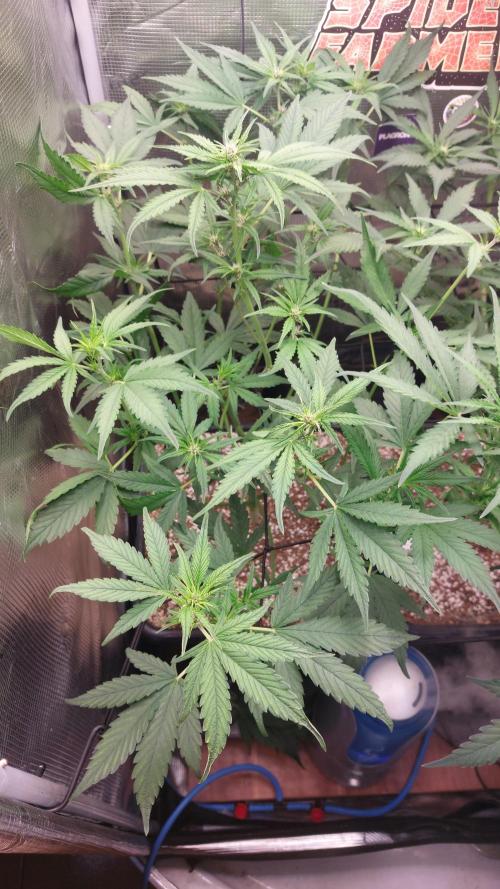 Purple Lemonade Auto RF3. Week 5