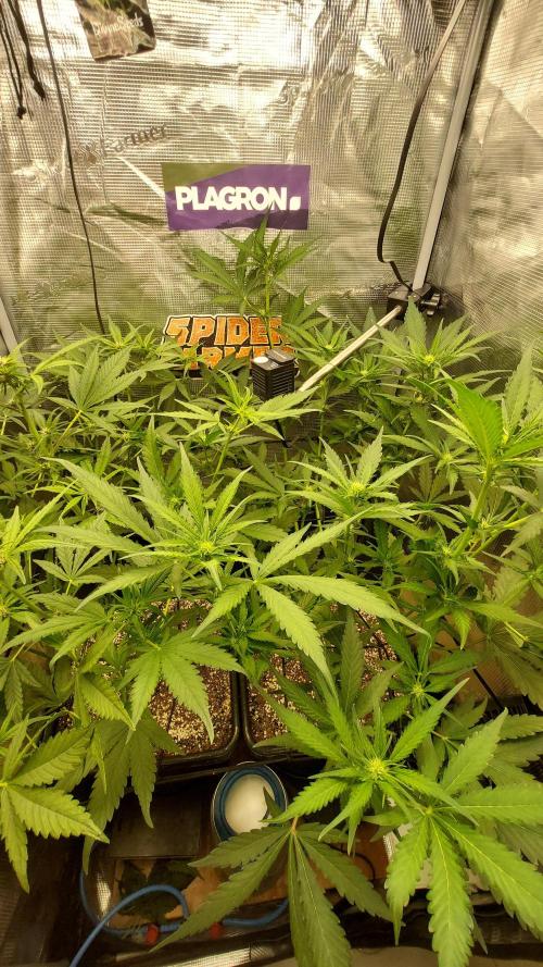 Purple Lemonade Auto RF3. Week 5