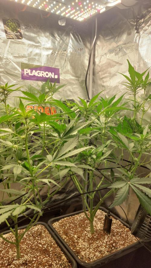 Purple Lemonade Auto RF3. Week 5