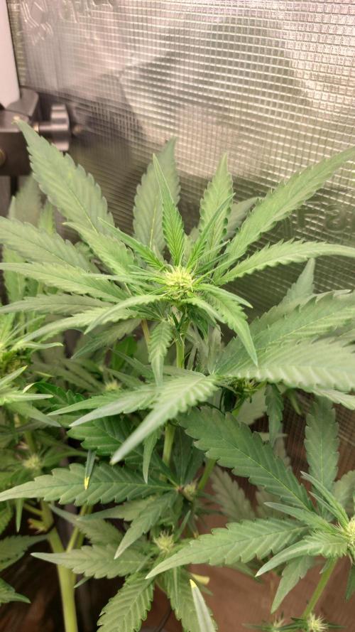 Purple Lemonade Auto RF3. Week 5