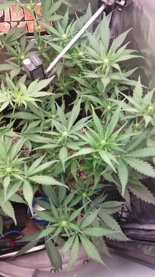 Purple Lemonade Auto RF3. Week 5