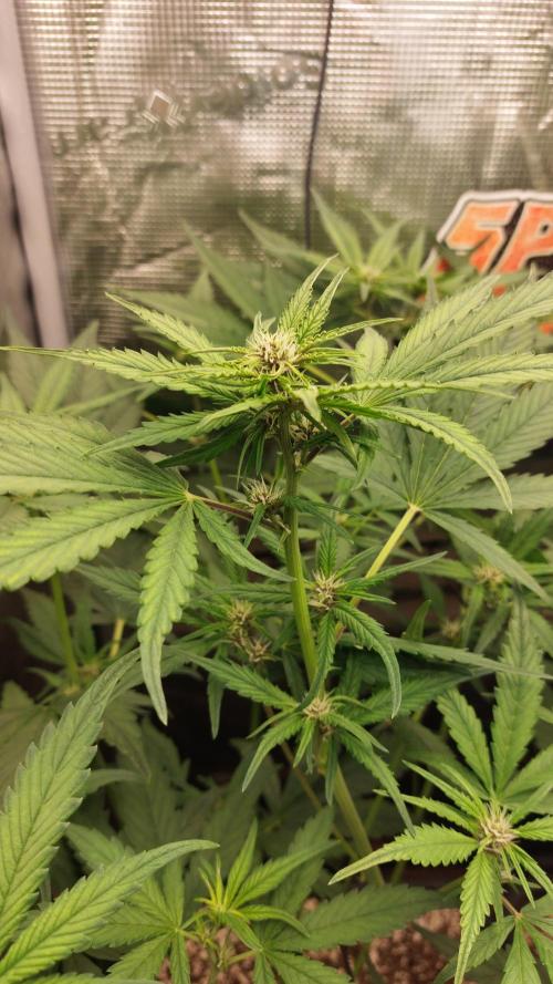 Purple Lemonade Auto RF3. Week 5
