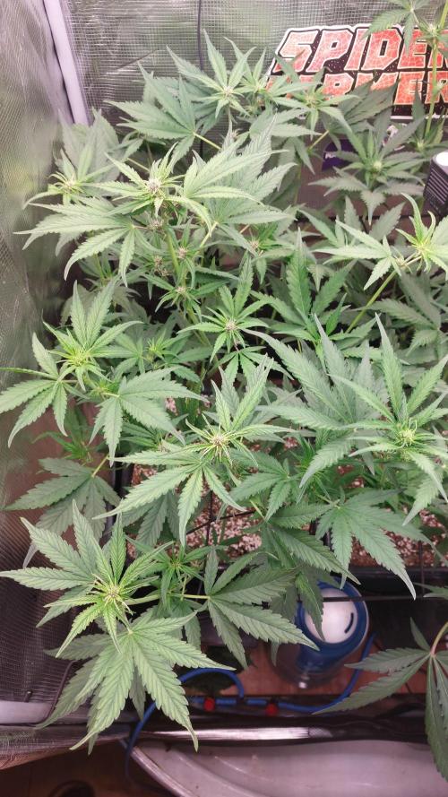 Purple Lemonade Auto RF3. Week 5