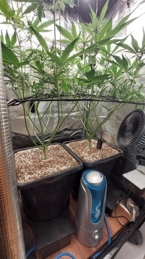 Purple Lemonade Auto RF3. Week 5