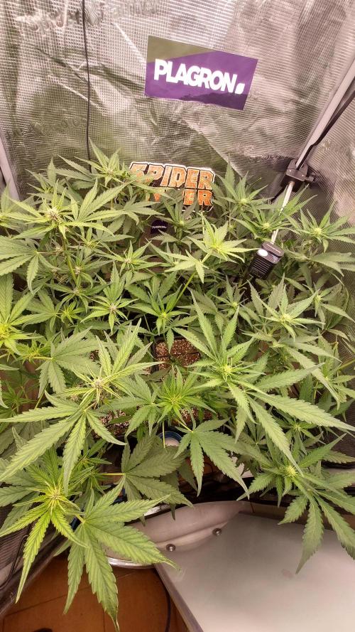 Purple Lemonade Auto RF3. Week 5