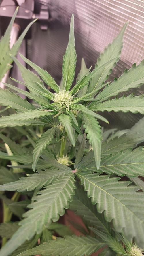 Purple Lemonade Auto RF3. Week 5