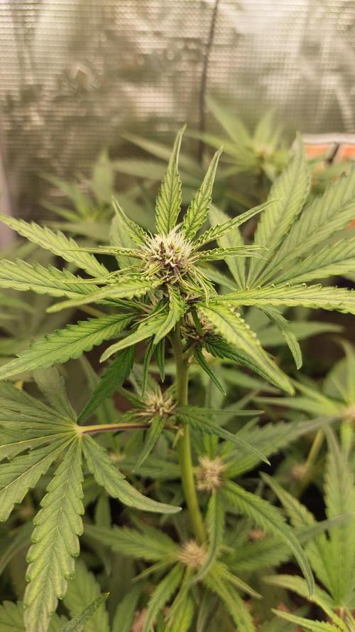 Purple Lemonade Auto RF3. Week 5