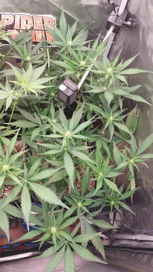 Purple Lemonade Auto RF3. Week 5