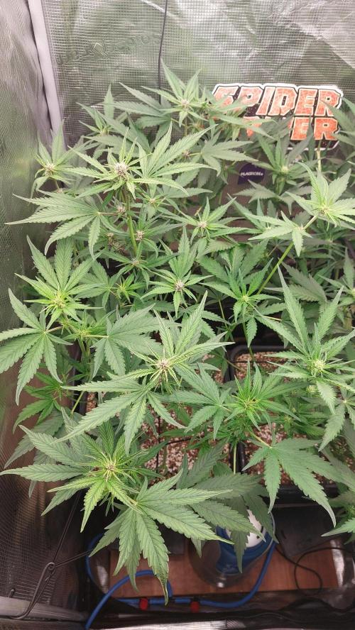 Purple Lemonade Auto RF3. Week 5