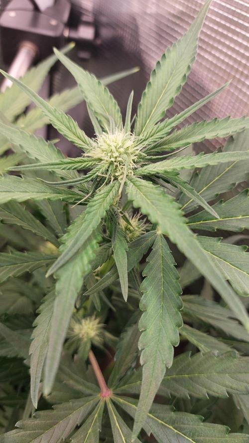 Purple Lemonade Auto RF3. Week 6
