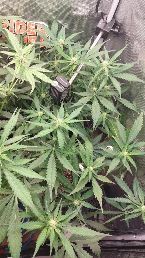 Purple Lemonade Auto RF3. Week 6