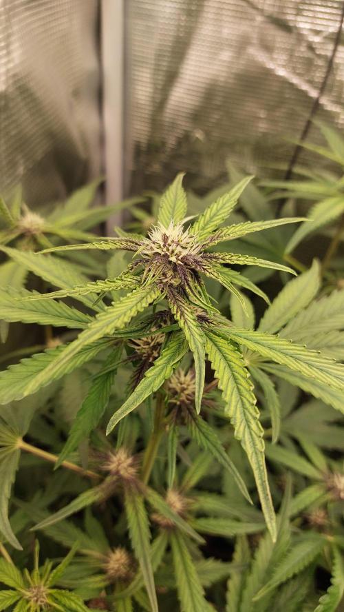 Purple Lemonade Auto RF3. Week 6