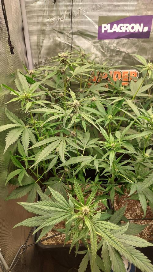 Purple Lemonade Auto RF3. Week 6