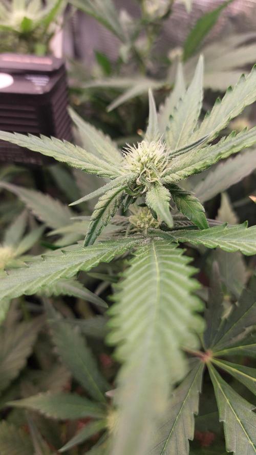Purple Lemonade Auto RF3. Week 6