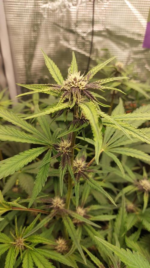Purple Lemonade Auto RF3. Week 6