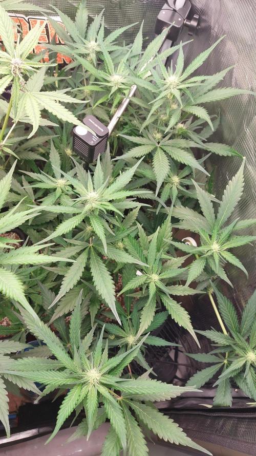 Purple Lemonade Auto RF3. Week 6
