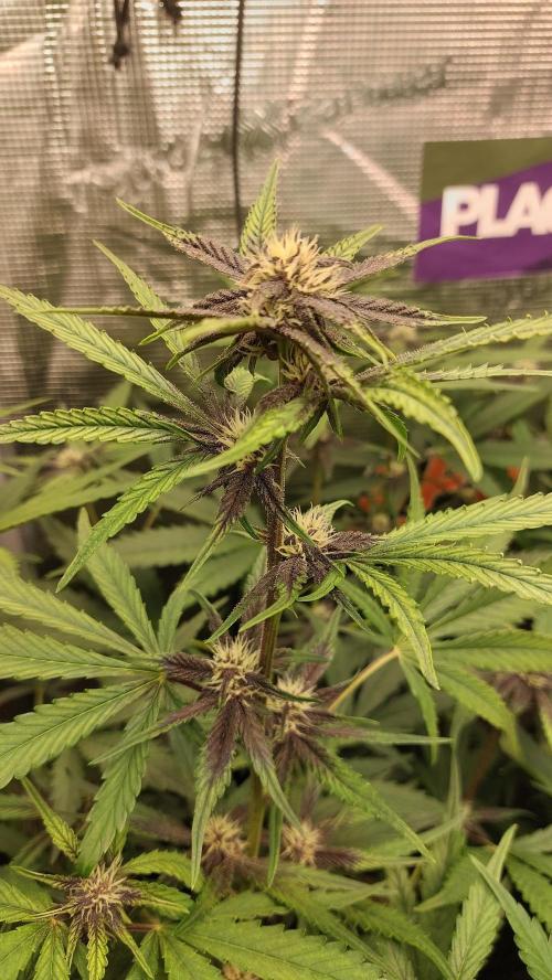 Purple Lemonade Auto RF3. Week 6