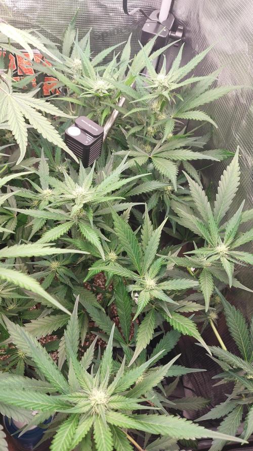 Purple Lemonade Auto RF3. Week 6