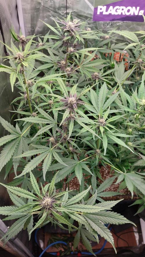 Purple Lemonade Auto RF3. Week 6