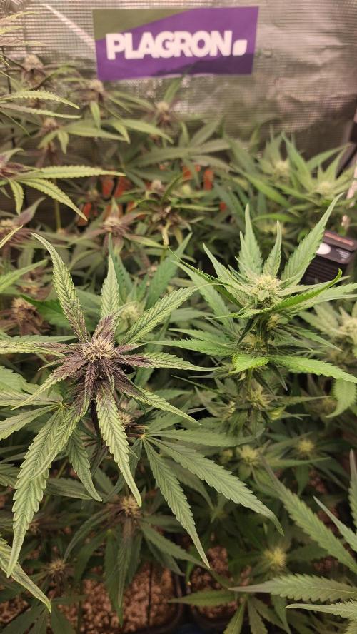 Purple Lemonade Auto RF3. Week 6