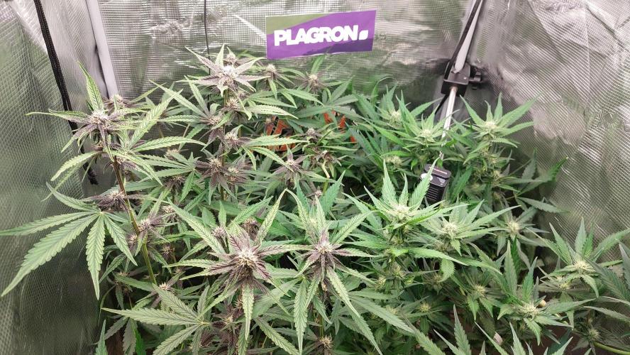 Purple Lemonade Auto RF3. Week 6