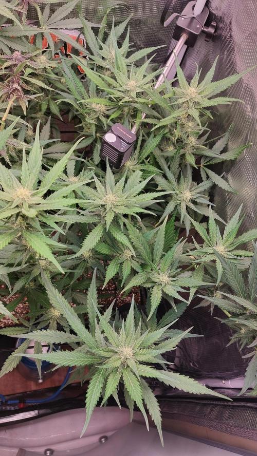 Purple Lemonade Auto RF3. Week 6