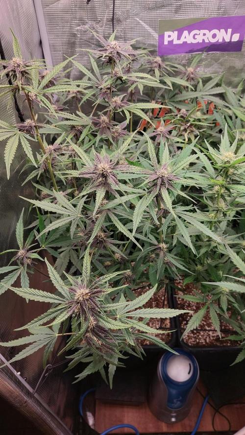 Purple Lemonade Auto RF3. Week 6