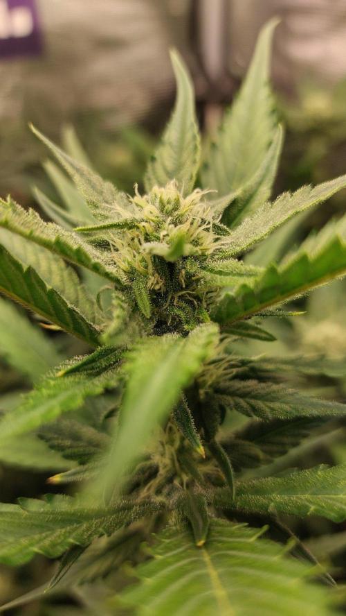 Purple Lemonade Auto RF3. Week 7