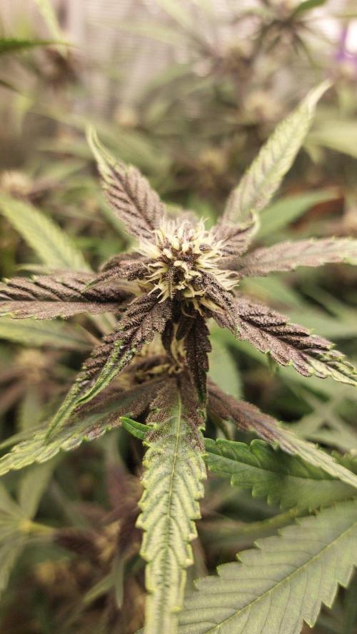 Purple Lemonade Auto RF3. Week 7
