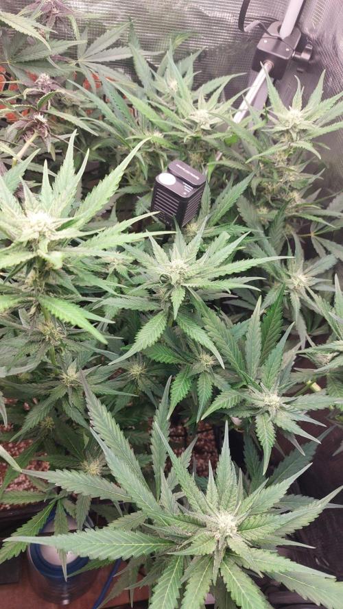 Purple Lemonade Auto RF3. Week 7