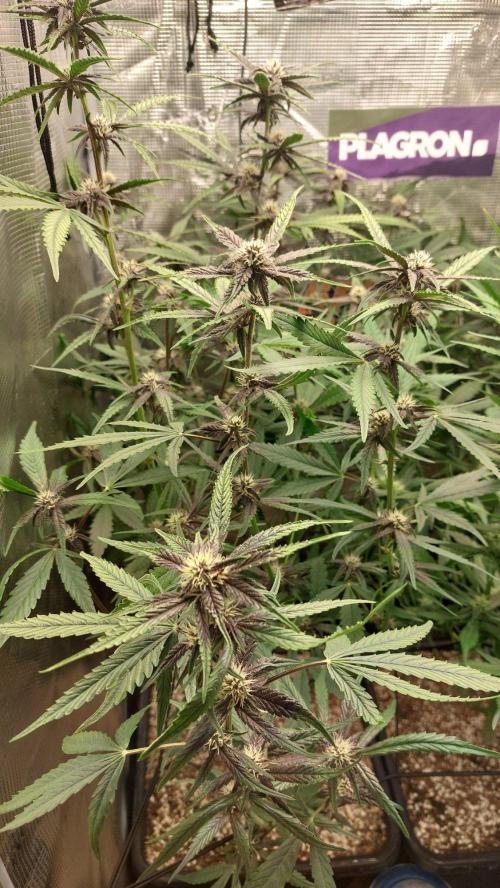 Purple Lemonade Auto RF3. Week 7
