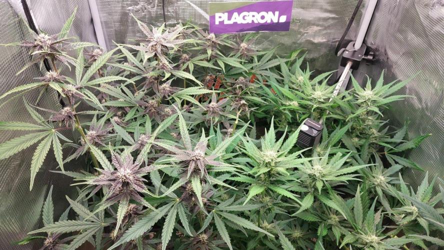 Purple Lemonade Auto RF3. Week 7