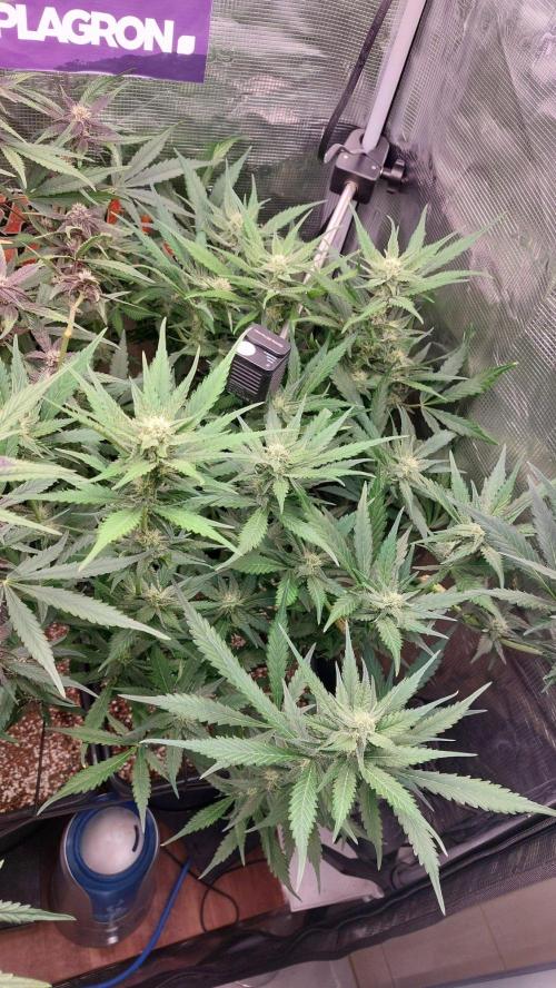 Purple Lemonade Auto RF3. Week 7