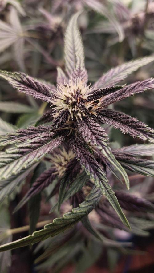 Purple Lemonade Auto RF3. Week 7