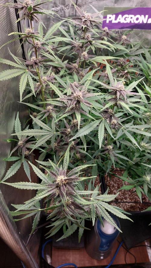 Purple Lemonade Auto RF3. Week 7