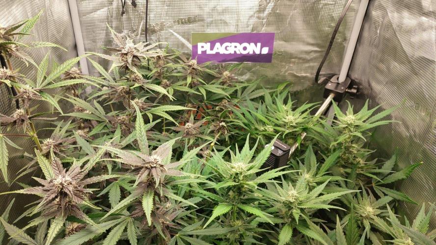 Purple Lemonade Auto RF3. Week 7