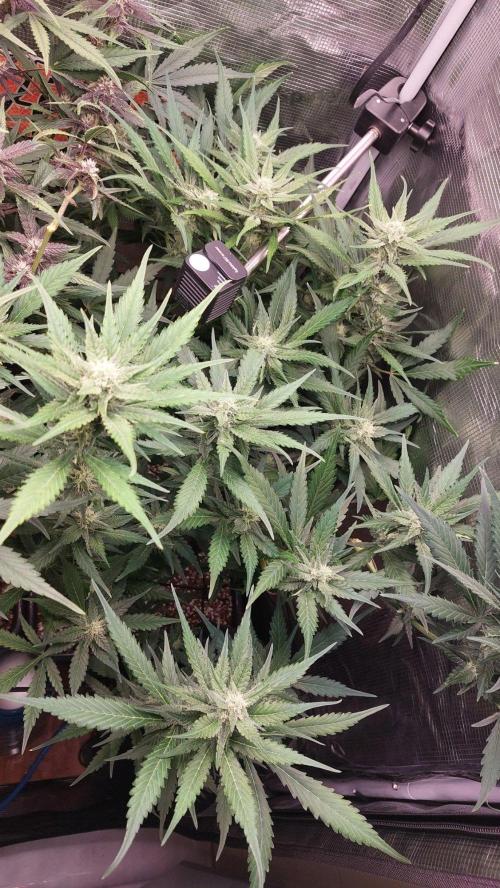 Purple Lemonade Auto RF3. Week 7
