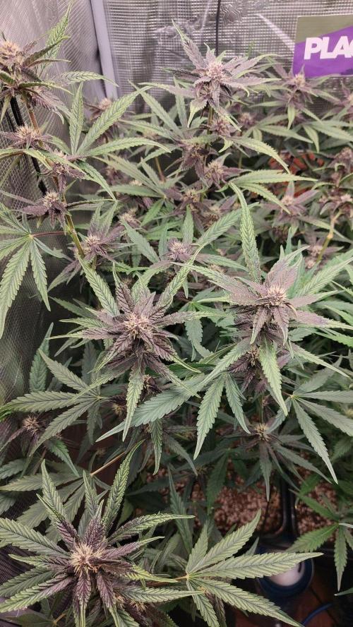Purple Lemonade Auto RF3. Week 7
