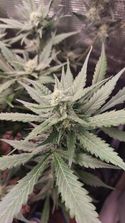 Purple Lemonade Auto RF3. Week 7