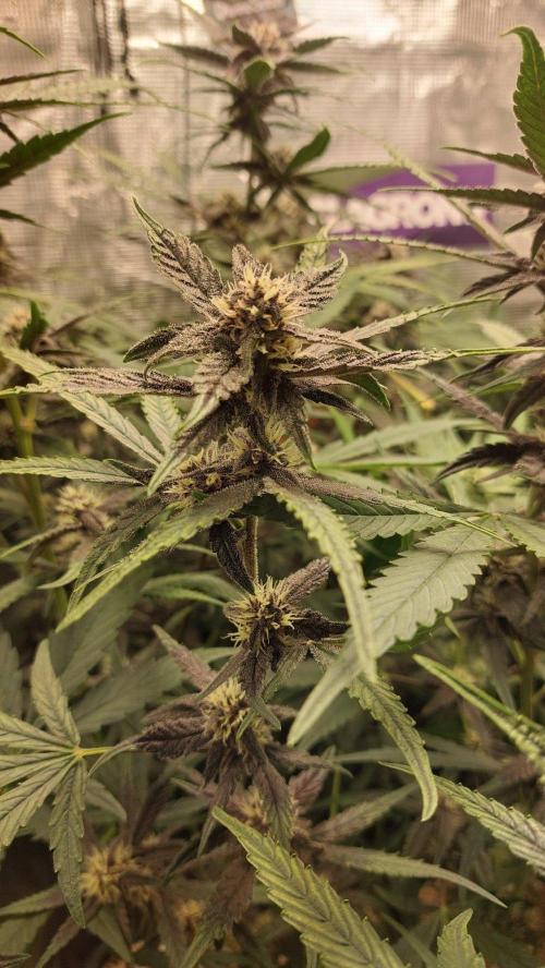 Purple Lemonade Auto RF3. Week 7