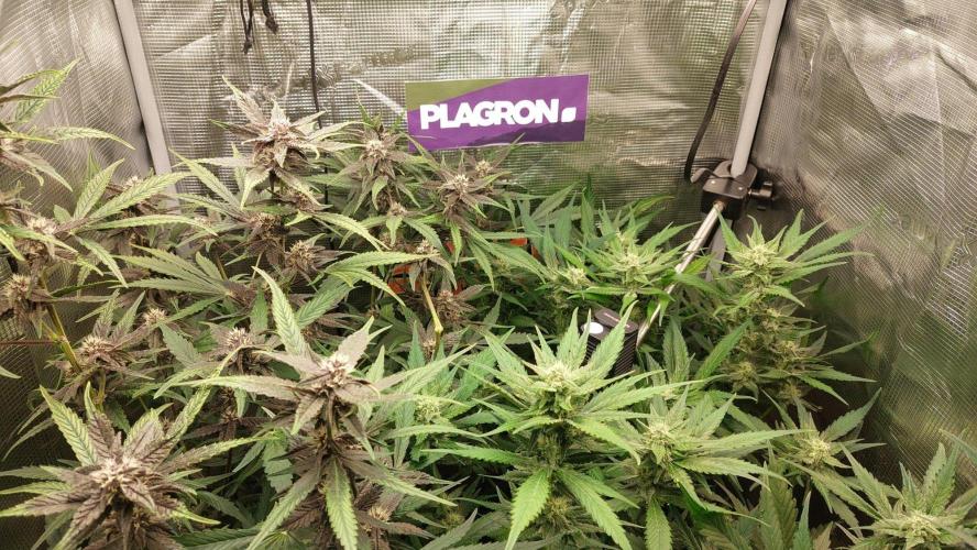 Purple Lemonade Auto RF3. Week 7