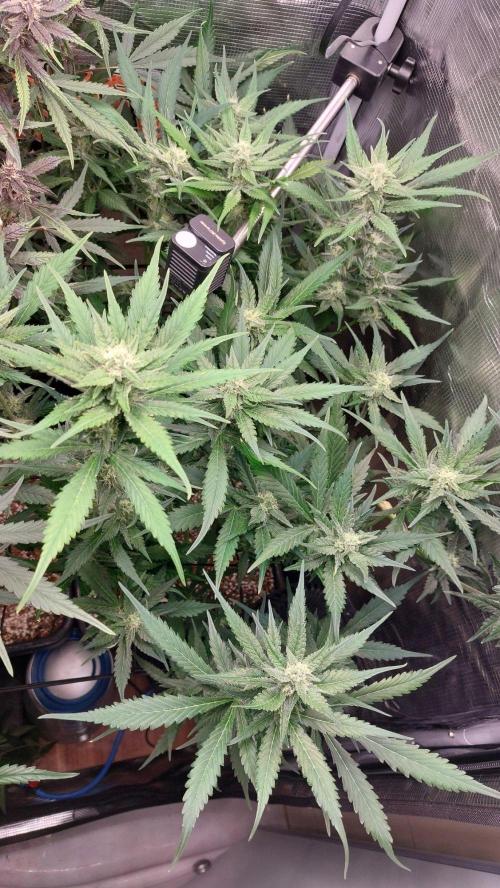 Purple Lemonade Auto RF3. Week 7