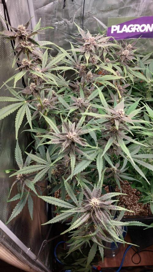 Purple Lemonade Auto RF3. Week 7
